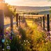 10 Rustic Ranch Fence Backgrounds, Wall Art, Digital Backdrop ...
