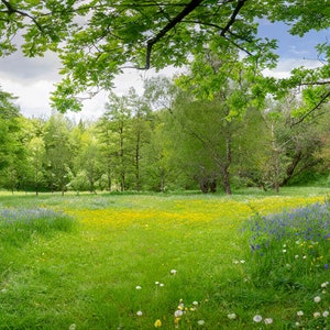 Fond de prairie printanière, art mural, fichier Photoshop, herbe luxuriante et fleurs printanières. Comptez 10.