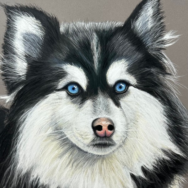 Portrait Chien esquimau canadien aux pastels