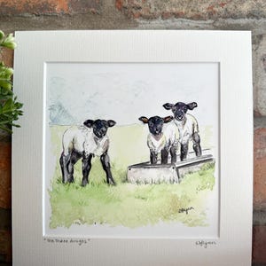 THE THREE AMIGOS Sheep Fine Art Mounted Print - Signed by Artist - Lambs Gift Print