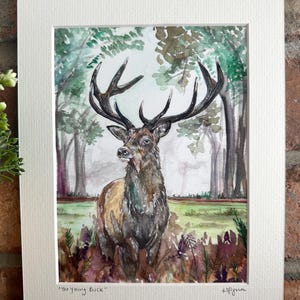 THE YOUNG BUCK Stag Fine Art Mounted Print - Signed by Artist - Gift Print