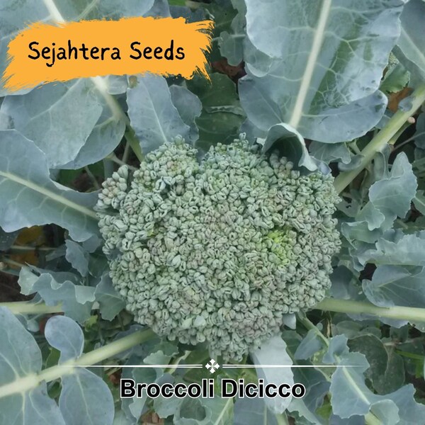 Broccoli Di Cicco - De Ciccio Heading Broccoli - 1g seeds for planting - Italian Heirloom, Non-Gmo, Open Pollinated Vegetable Seeds