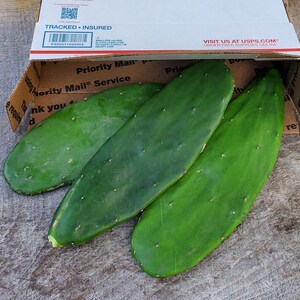 Beyond Organic Spineless Prickly Pear Cactus Pads