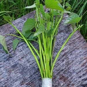 May include: A bundle of fresh green sweet potato vine cuttings with heart-shaped leaves and slender stems. The lower portion of the stems is tightly wrapped in clear plastic film to keep the plant stalks together in a single upright bunch.