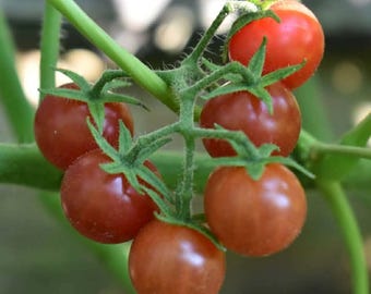 50+ Everglades Tomato Seeds – Fresh 2026 Harvest | Beyond Organic