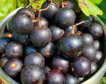 May include: A silver metal bowl filled with a cluster of dark purple, round muscadine grapes. The grapes have smooth, speckled skins and are attached to thin, woody stems with a few green leaves resting on top of the fruit pile.