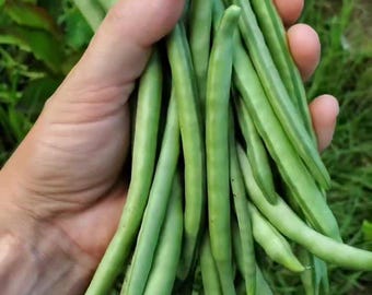 May include: A large bunch of fresh green beans with smooth, light green skins and tapered ends. The beans are long, slender, and cylindrical in shape, showing a vibrant, natural color and a crisp, firm texture throughout the entire cluster.