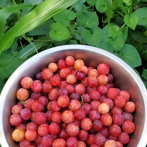 May include: A round, stainless steel bowl filled with a large quantity of small, round, red and yellow plums. The fruit has smooth, thin skins with varying shades of crimson, pink, and golden-yellow hues, packed tightly together in the metal container.