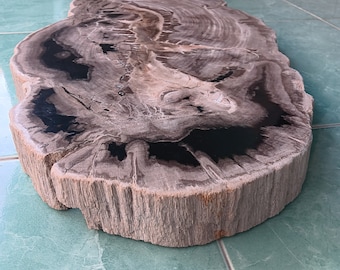 Könnte beinhalten: Eine große, runde Scheibe aus versteinertem Holz mit einem dunkelbraunen und schwarzen Muster. Das Holz hat eine natürliche, raue Textur und ist ein wunderschönes Beispiel für versteinerte Holz.