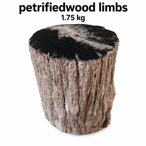 Polished Petrified Wood Limb Specimen | Fossilized Wood Decor, Collector Stone display gift (1700g)