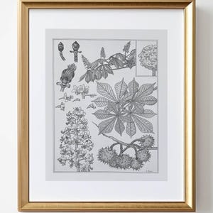 Vintage Botanical Print: Antique Cottagecore Art (Digital Download)