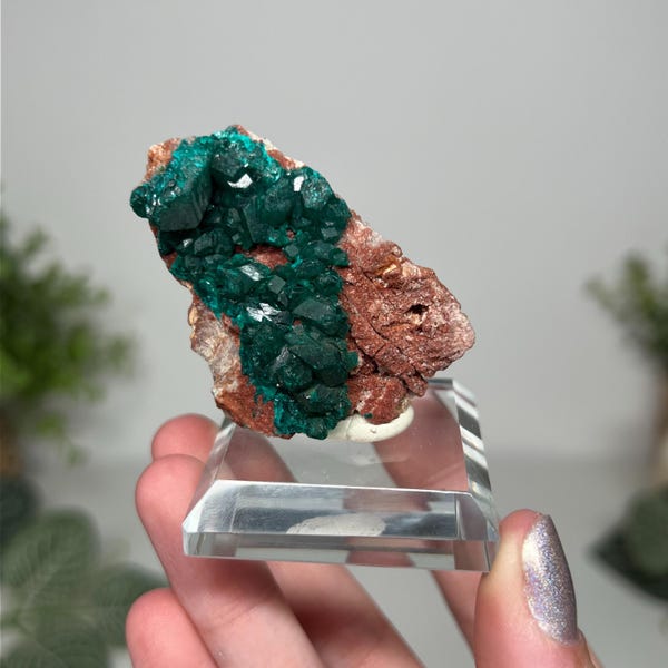 Natural gemmy dioptase crystal specimen from Congo (glass stand included!)