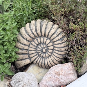 Könnte beinhalten: Eine beige, fossilierte Ammoniten-Skulptur mit detailliertem Spiraldesign, platziert zwischen Felsen und verschiedenen grünen Pflanzen. Dunkle Linien betonen die Rippen des Fossils. Die umliegenden Pflanzen umfassen Oregano, Rosmarin und Thymian.