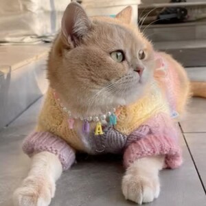 May include: A light brown cat wearing a multi-coloured knitted jumper with a pearl and letter charm necklace. The jumper is pink, yellow, and purple.