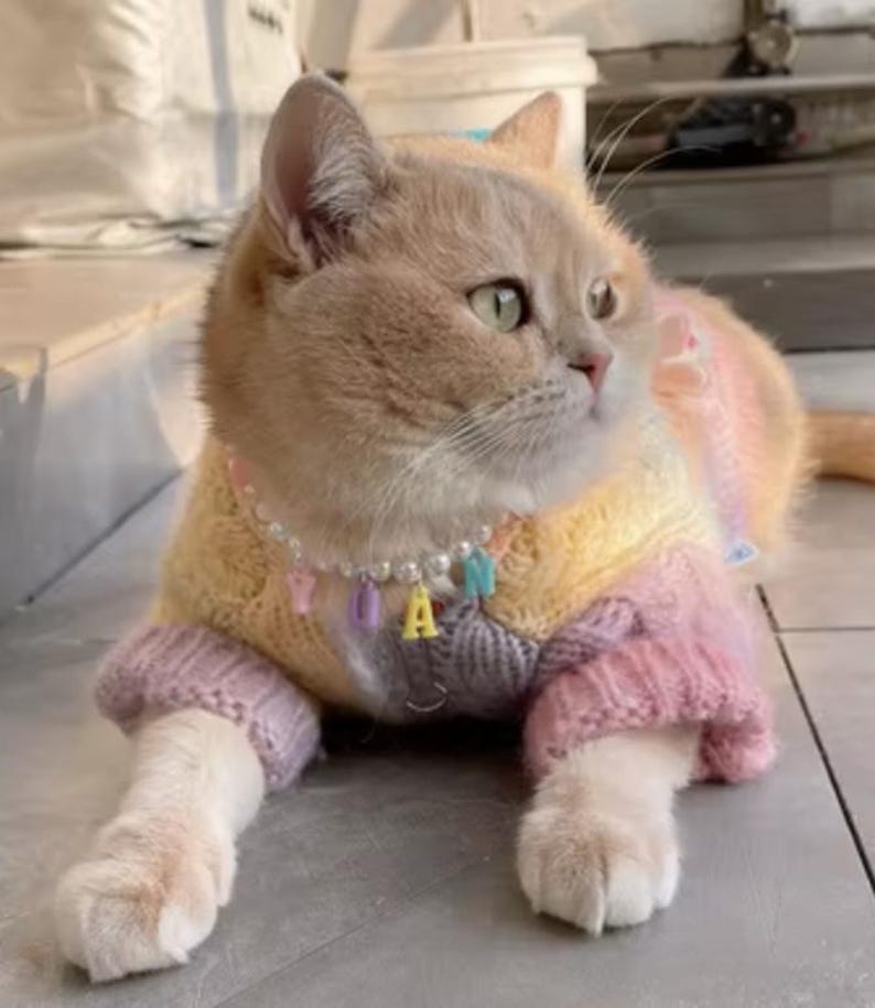 May include: A light brown cat wearing a multi-coloured knitted jumper with a pearl and letter charm necklace. The jumper is pink, yellow, and purple.