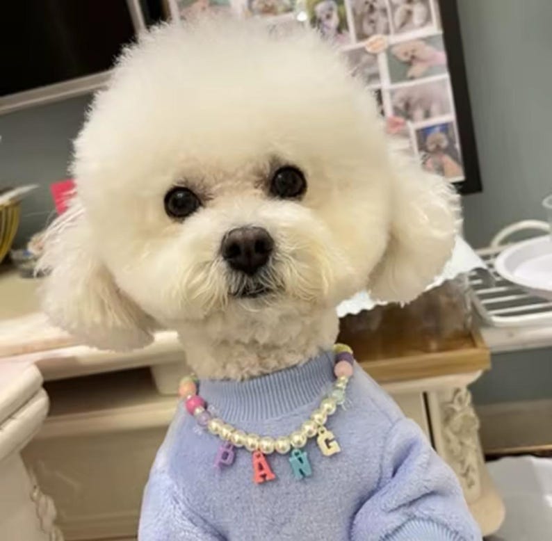 May include: A white fluffy dog wearing a light blue jumper with a pearl and colourful letter necklace that spells "BANG".