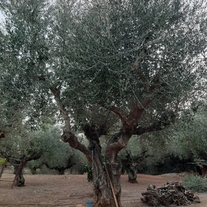 Kalamata olive trees - Etsy.de