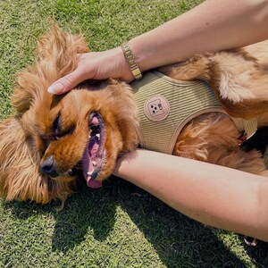 May include: A light green dog harness with a small patch featuring a cartoon dog face and the initials "OB". The dog is a golden color and is lying on green grass. The dog's mouth is open, and it appears to be smiling.