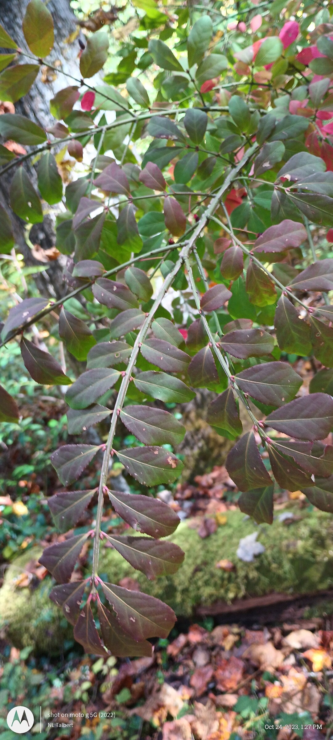 Wahoo Burning Bush, Spindle Tree, Burning Bush Seeds Etsy