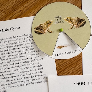 May include: A colorful educational chart illustrating the life cycle of a frog. The chart shows a frog egg, a tadpole, and an adult frog. The chart also includes the text "Frog Life Cycle".