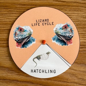 Lizard Life Cycle Wheel and Worksheet, learning resource, printable, nature science study, homeschool, instant digital download