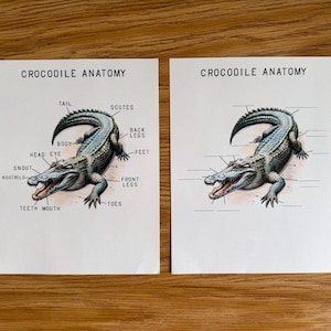以下が含まれることがあります： 木製の表面に「CROCODILE ANATOMY」と題された2つの教育用プリント。各プリントには、解剖学的な用語（「尾」、「体」、「歯」、「足」など）でラベル付けされたワニの詳細なイラストが描かれています。ワニは緑と青の色合いで描かれています。