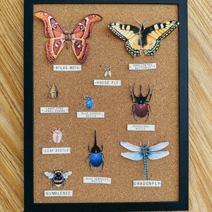 Bug Collection Paper Taxidermy, educación en el hogar, recurso de aprendizaje, imprimible, estudio de ciencias de la naturaleza, pdf descarga digital instantánea ¡PDF de 6 páginas!