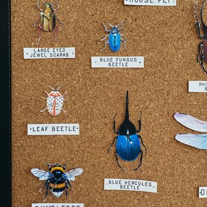 Bug Collection Paper Taxidermy, Homeschool, Learning Resource ...