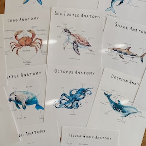 Mini carteles de anatomía de animales marinos, canasta matutina, educación en el hogar, recurso de aprendizaje, imprimible, estudio de ciencias naturales, descarga digital instantánea