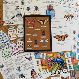 Käfer und Insekten Einheitsstudie, Hauptschule, Lernressource, druckbare, naturwissenschaftliche Studie, Pdf-sofortiger digitaler Download 110 Seite PDF!