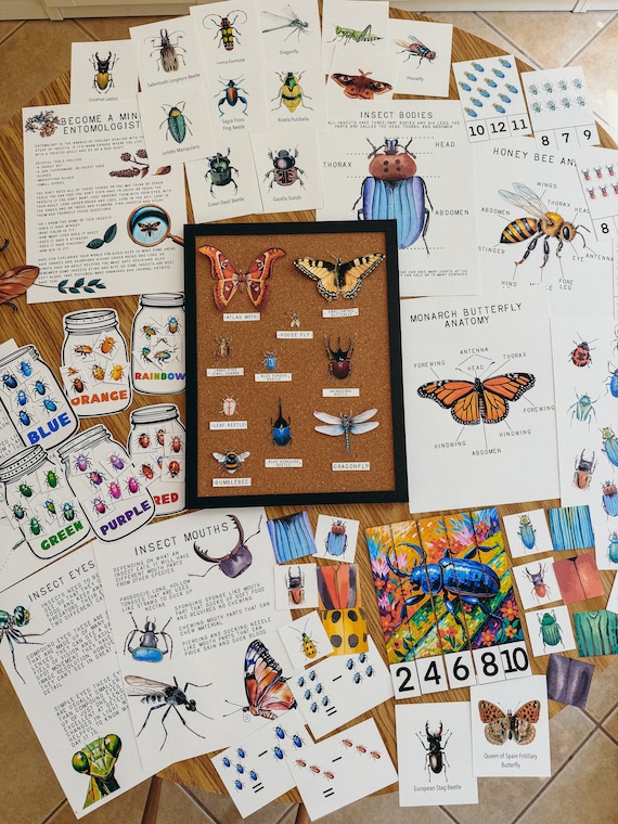 Bugs and Insects Unit Study, homeschool, learning resource, printable, nature science study, pdf instant digital download 110 Page PDF!