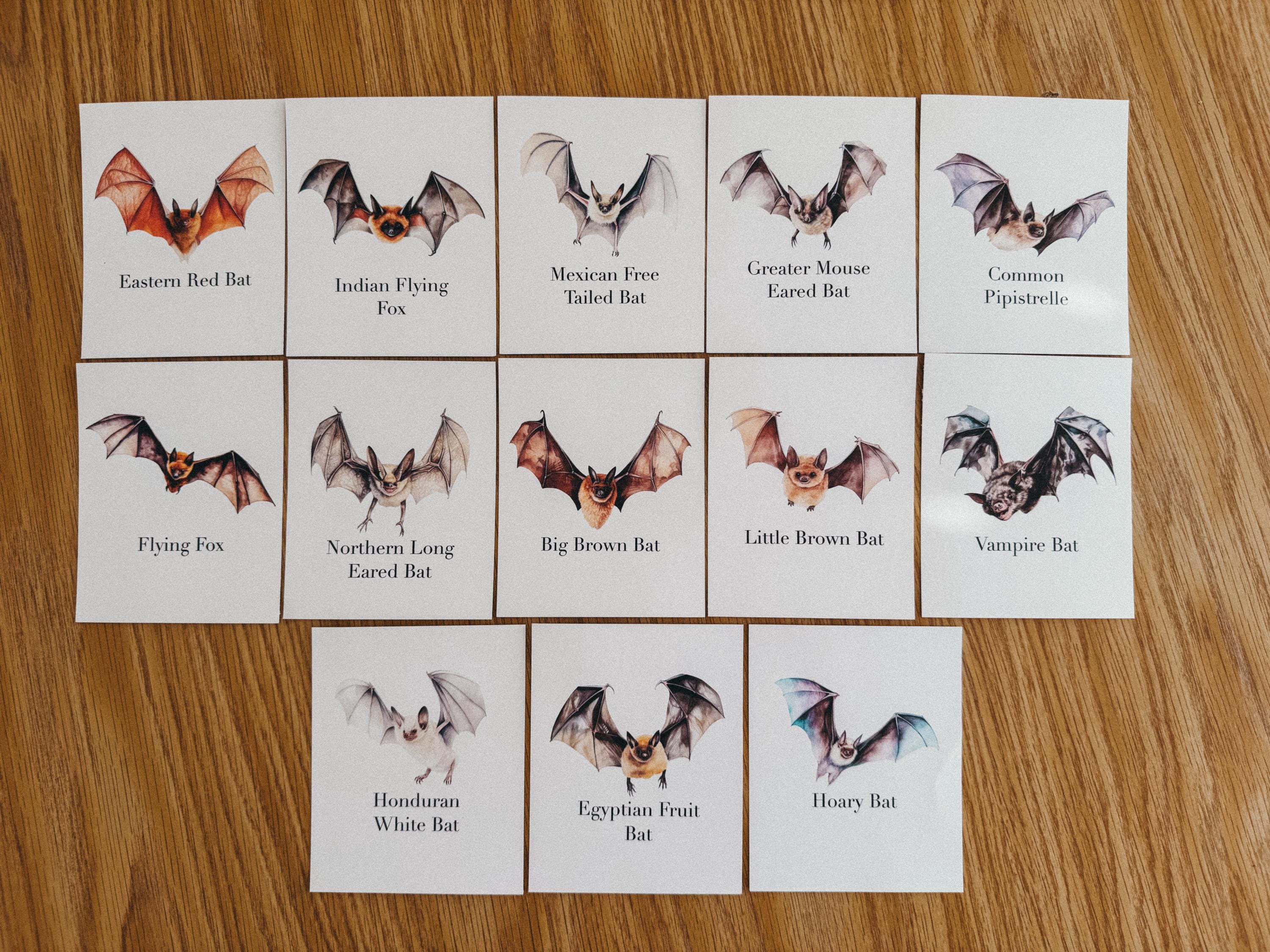 Bat Species Flashcards, Homeschool, Learning Resource, Printable ...