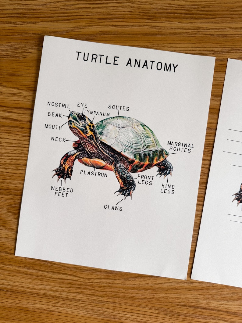Turtle Mini Anatomy Poster, Morning Basket, Homeschool, Learning ...