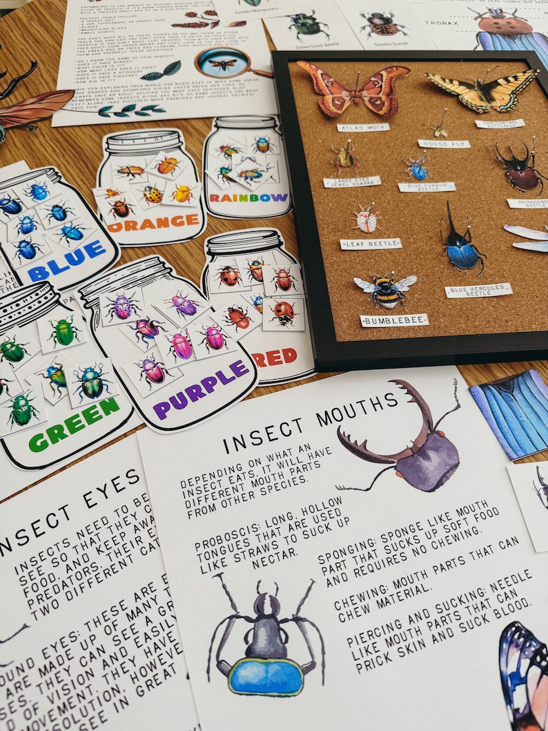Może przedstawiać: Kolorowy zestaw edukacyjnych kart o tematyce owad&oacute;w z ilustracjami r&oacute;żnych rodzaj&oacute;w owad&oacute;w i ich części gębowych. Karty zawierają słowa "Insect Mouths", "Proboscis", "Sponging", "Chewing" i "Piercing and Sucking".