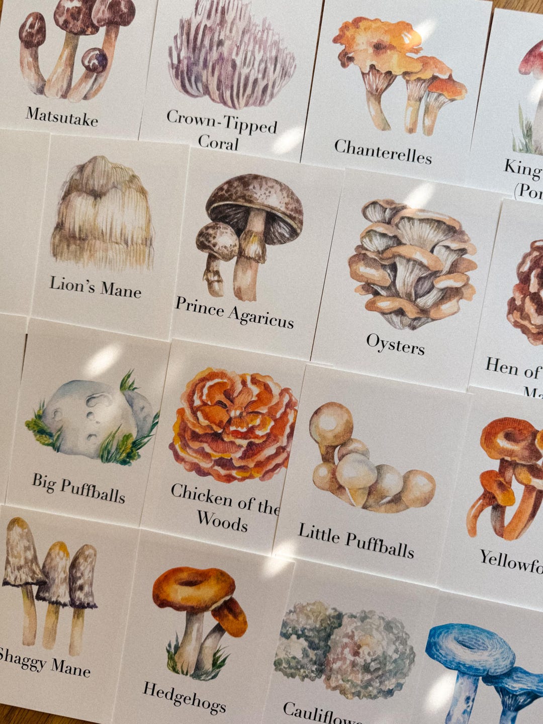Mushroom Species Flashcards, Homeschool, Learning Resource, Nature