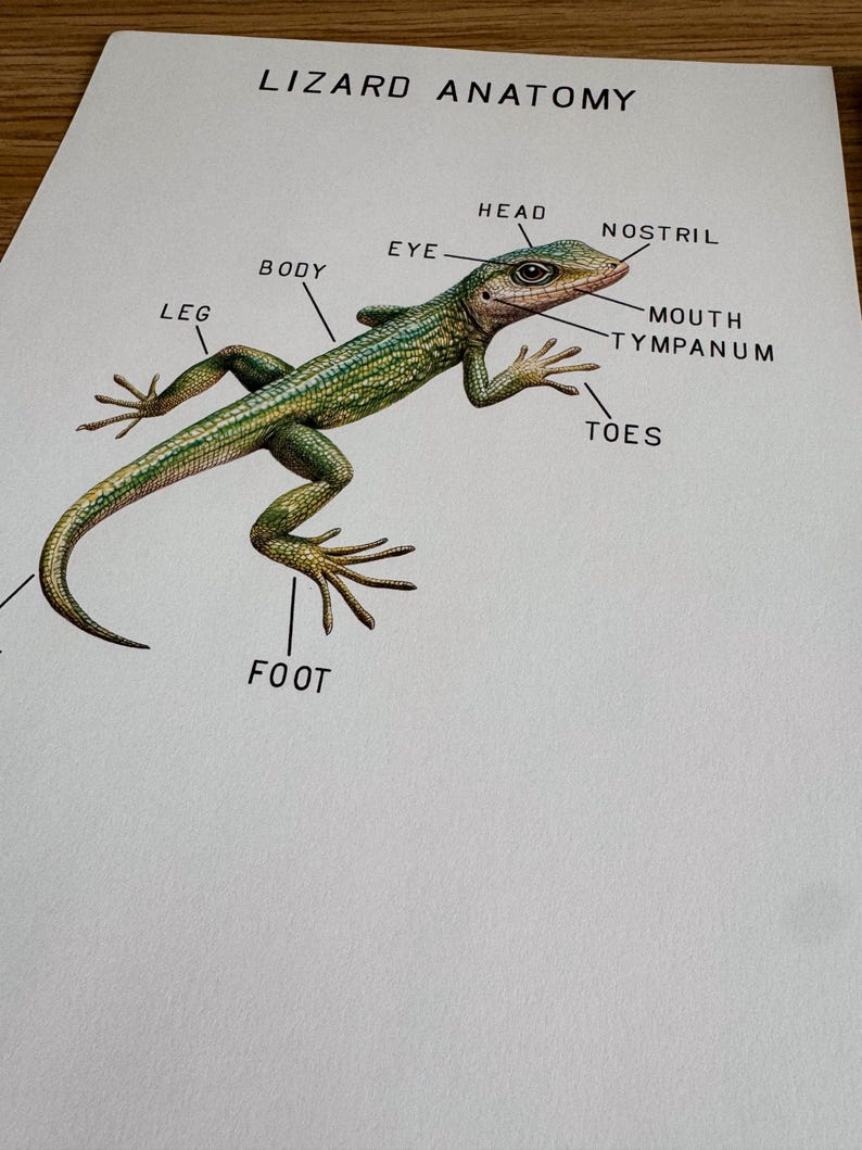 Reptile Mini Anatomy Posters, Morning Basket, Homeschool, Learning ...