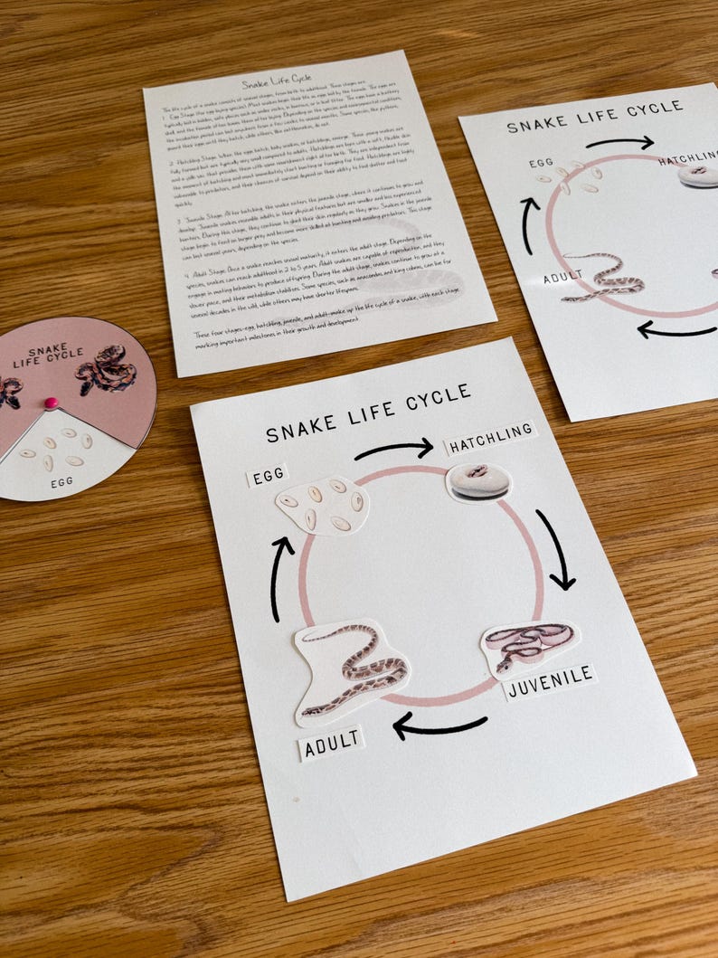 Curated visual reference: Picture Idea: Snake Life Cycle Wheel And Worksheet Learning Resource Printable