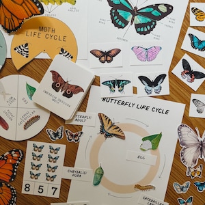 Puede incluir: Un gráfico educativo colorido que ilustra el ciclo de vida de una mariposa con imágenes de huevos, orugas, crisálidas y mariposas adultas. El gráfico incluye las palabras "Ciclo de vida de la mariposa" y etiquetas para cada etapa del ciclo de vida.