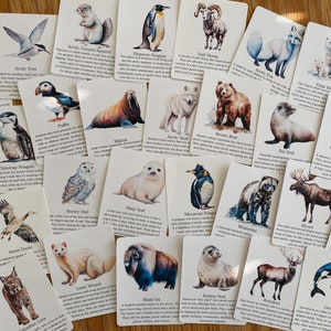 Polar Animal Flashcards, Arctische en Antarctische wateren, homeschool, leermiddel, afdrukbaar, natuurwetenschappelijke studie, pdf instant digitale download