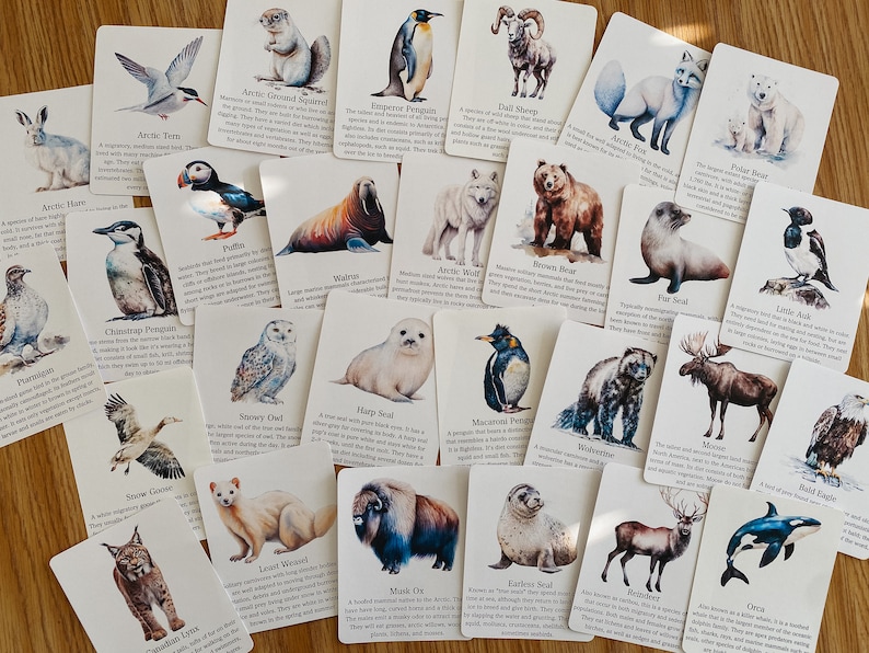 Polar Animal Flashcards, Arctic and Antarctic, homeschool, learning resource, printable, nature science study, pdf instant digital download image 1