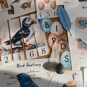 Étude d'unité d'oiseau, PDF de 73 pages, panier du matin, école à la maison, ressource d'apprentissage, imprimable, étude des sciences de la nature, téléchargement numérique instantané