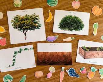 Where It Grows Fruit and Vegetable Game, morning basket, homeschool, learning resource, printable, instant digital download