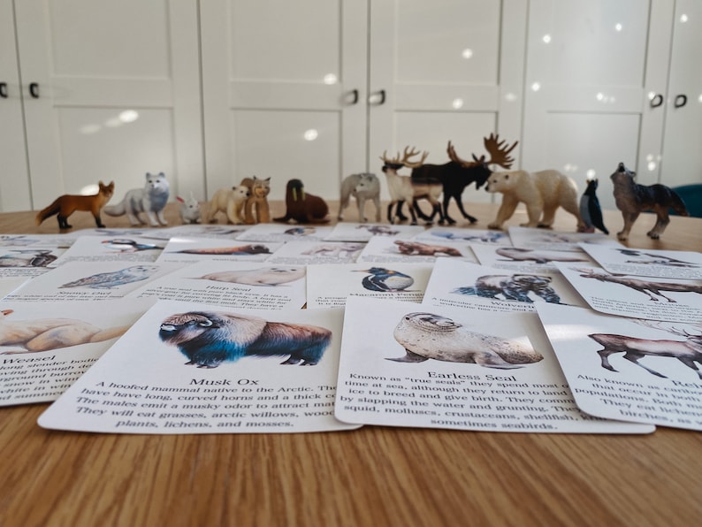 Polar Animal Flashcards, Arctic and Antarctic, homeschool, learning resource, printable, nature science study, pdf instant digital download image 7
