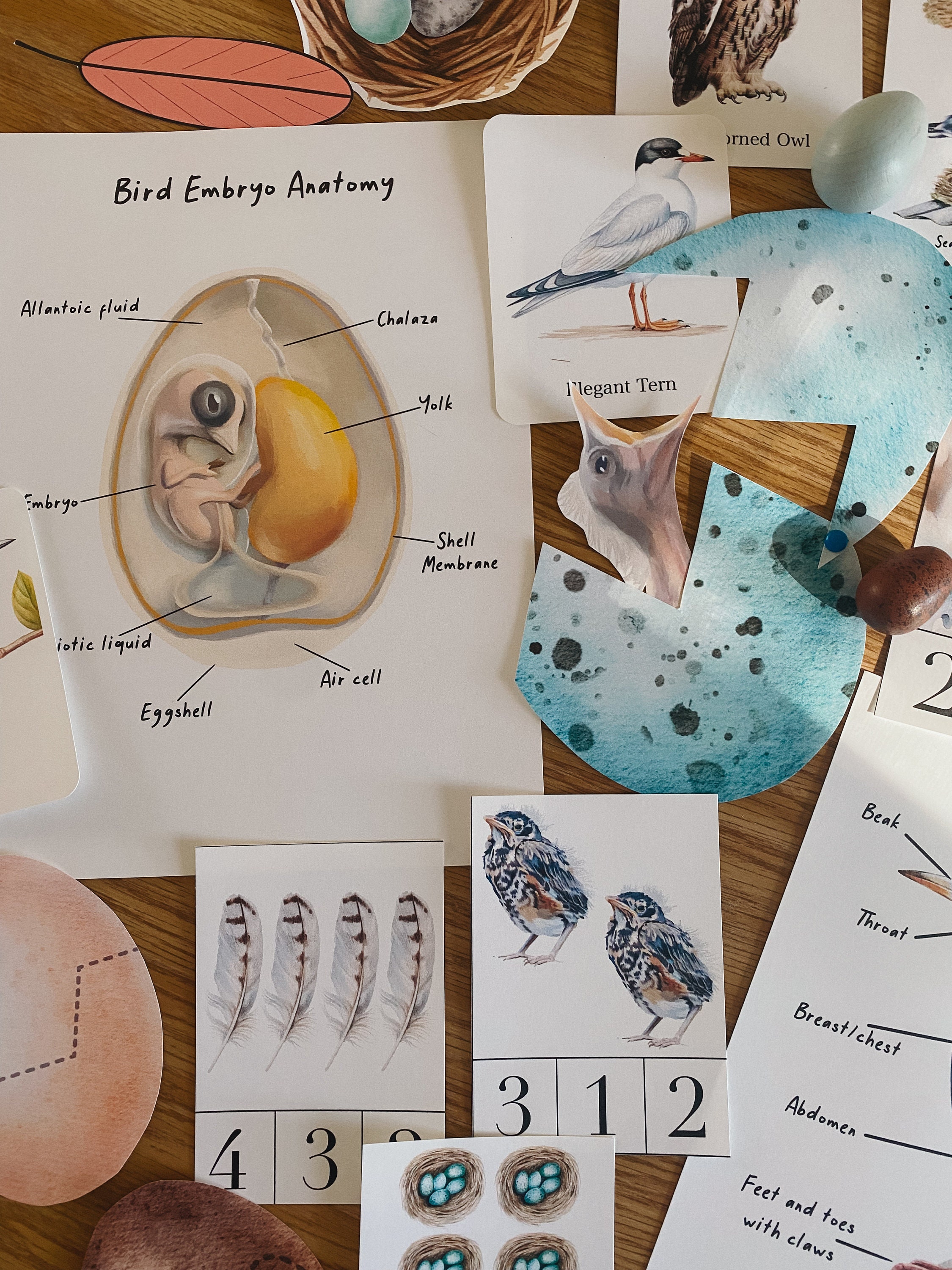 Bird Unit Study, 73 Page PDF, Morning Basket, Homeschool, Learning ...