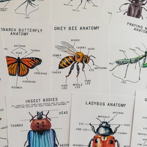 Mini poster di anatomia degli insetti, cestino mattutino, istruzione parentale, risorsa di apprendimento, stampabile, studio delle scienze della natura, download digitale immediato