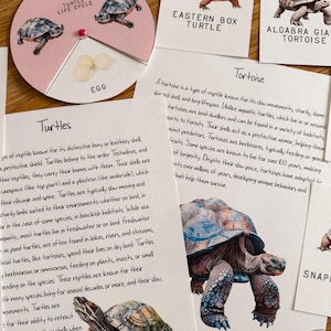 Könnte beinhalten: Ein farbenfrohes Lernspiel über Schildkröten mit Illustrationen verschiedener Schildkrötenarten, darunter die Ostamerikanische Kisten-Schildkröte, die Aldabra-Riesenschildkröte und eine Schnappschildkröte. Die Karte enthält ein Lebenszyklusdiagramm und Text, der die Eigenschaften von Schildkröten und Landschildkröten beschreibt.