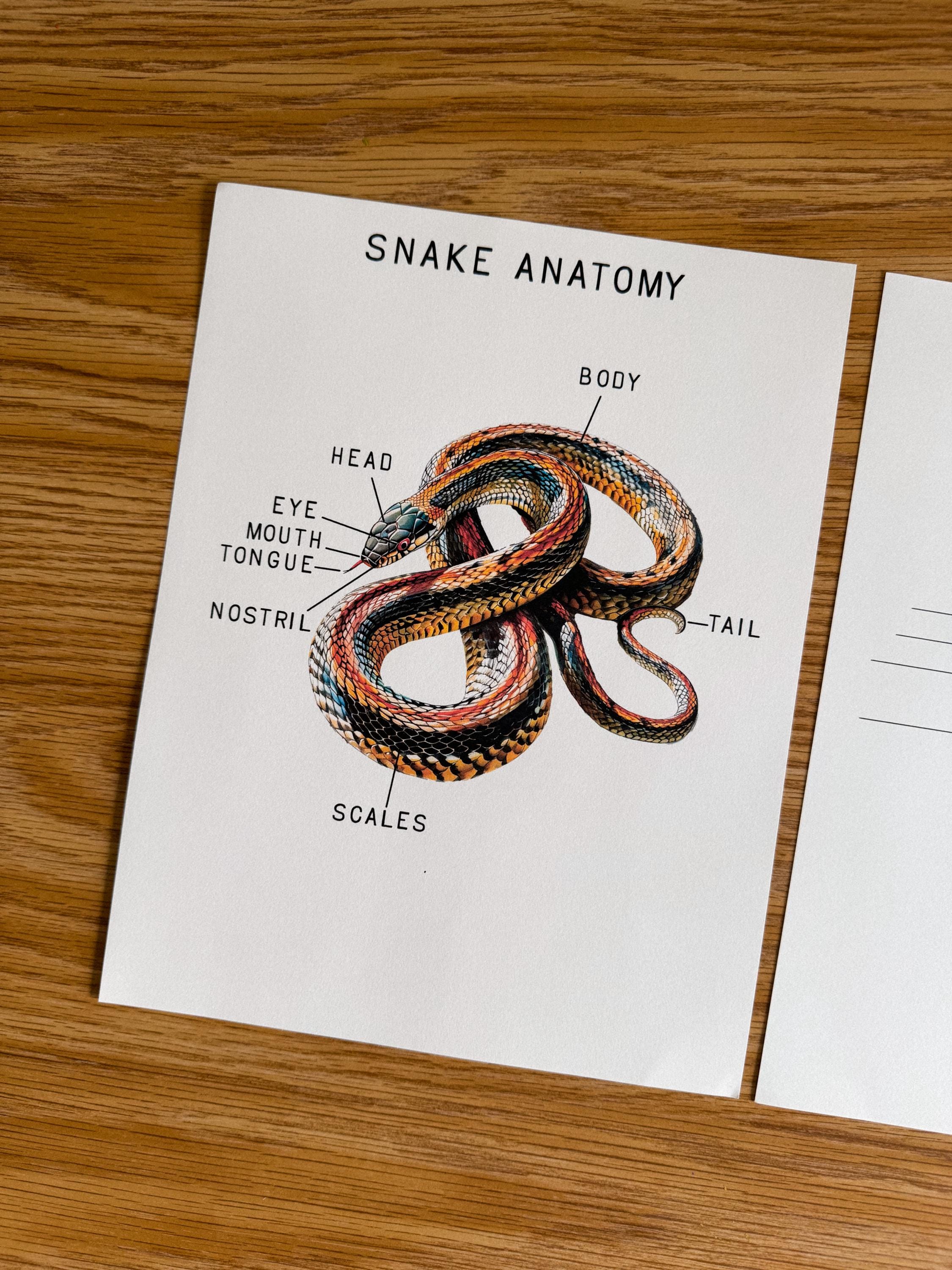 Snake Mini Anatomy Poster, Morning Basket, Homeschool, Learning