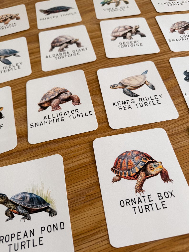 Turtle Species Flashcards, Homeschool, Learning Resource, Printable ...