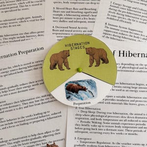 Hibernation Stages Wheel, learning resource, printable, nature science study, homeschool, morning basket, instant digital download