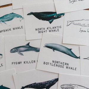クジラの種のフラッシュカード、ホームスクール、学習リソース、印刷可能、自然科学研究、PDF インスタントデジタルダウンロード 51 フラッシュカード